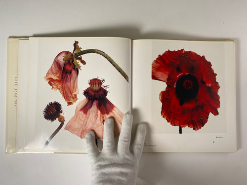 Flowers by Irving Penn – Gallery Bon Bon